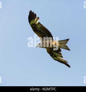 Natural battenti nibbio reale (Milvus milvus) bird, ali spiegate, cielo blu Foto Stock