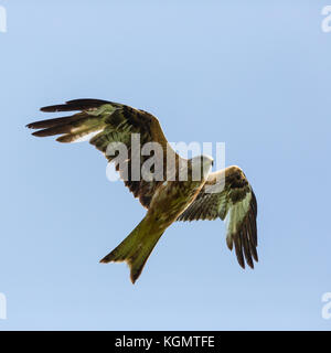 Ritratto Dettagliato natural battenti nibbio reale (Milvus milvus) bird, ali spiegate, cielo blu Foto Stock