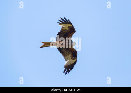 Flying naturale di nibbio reale (Milvus milvus) raptor bird blue sky, diffondere le ali Foto Stock