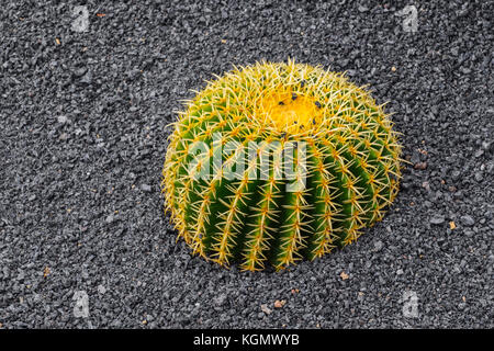 Jardin de Cactus. Cactus Garden progettato da Cesar Manrique, Risco de las Nieves gamma, Guatiza. Isola di Lanzarote. Isole Canarie Spagna. Europa Foto Stock