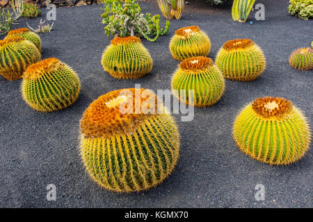 Jardin de Cactus. Cactus Garden progettato da Cesar Manrique, Risco de las Nieves gamma, Guatiza. Isola di Lanzarote. Isole Canarie Spagna. Europa Foto Stock