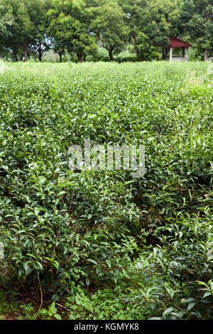 Le piantagioni di tè, Luye Township, Taitung County, Taiwan Foto Stock