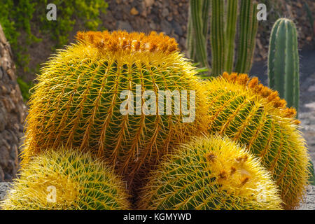 Jardin de Cactus. Cactus Garden progettato da Cesar Manrique, Risco de las Nieves gamma, Guatiza. Isola di Lanzarote. Isole Canarie Spagna. Europa Foto Stock