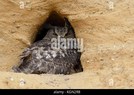 Gufo reale / europaeischer uhu ( Bubo bubo ), adulto, appoggiata all'ingresso del suo sito di nidificazione in una buca di sabbia, la fauna selvatica, l'Europa. Foto Stock