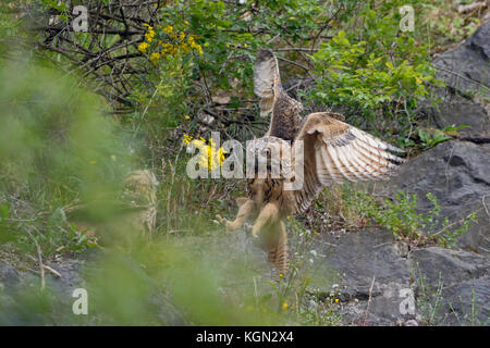 Gufo Eurasian Eagle ( Bubo bubo ) prole, piccoli pulcini, gualetti, allenando le loro abilità di volo, arroccato in una parete rocciosa, fauna selvatica, Europa. Foto Stock