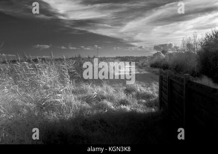 Otmoor RSPB riserva vista attraverso i canneti Foto Stock