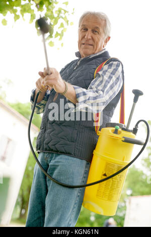 Senior l uomo nel giardino insetticida di spruzzatura su alberi e piante Foto Stock