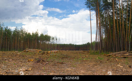 Pino lo sfruttamento forestale di Kiev. Lasciare vuoto il campo Risultato di abbattimento di alberi. totale area di disboscamento, tagliare la foresta, vista panoramica. Foto Stock