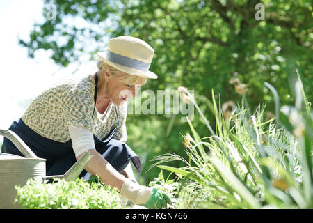 Senior giardinaggio donna sulla splendida giornata di primavera Foto Stock