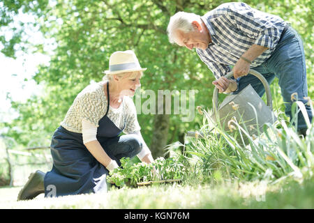 Coppia senior giardinaggio insieme Foto Stock