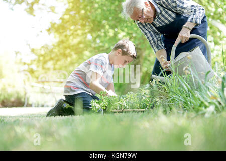 Il nonno con il nipote insieme di giardinaggio Foto Stock