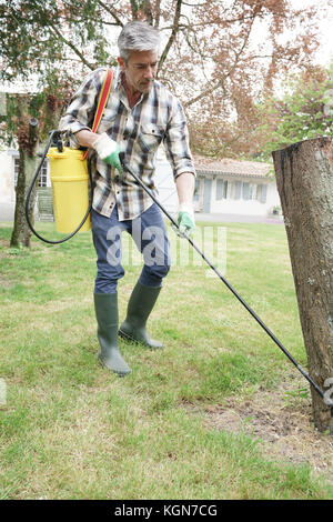 L uomo nel giardino la spruzzatura di insetticida sugli alberi Foto Stock