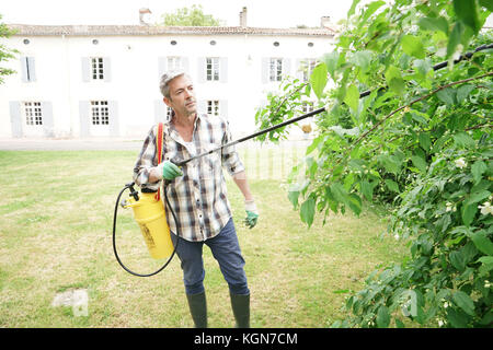 L uomo nel giardino la spruzzatura di insetticida sugli alberi Foto Stock