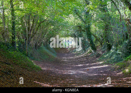 Halnaker Holloway, lungo Stane Street Strada Romana. Halnaker, West Sussex Foto Stock