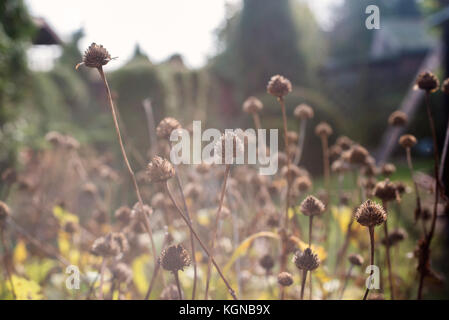 Essiccato autunno fiori nel giardino d'autunno in una giornata di sole. Foto Stock