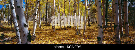 Stati Uniti d'America. In Arizona. Coconino National Forest. Aspen alberi in autunno. Foto Stock