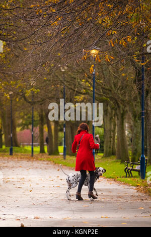 Aberystwyth Galles Regno Unito, venerdì 10 novembre 2017 Regno Unito Meteo: Una donna in rosso che cammina con il suo cane dalmata lungo il viale alberato di Plascrug Park in una mattinata luminosa e ventilata di novembre ad Aberystwyth Galles foto Credit: keith morris/Alamy Live News Foto Stock