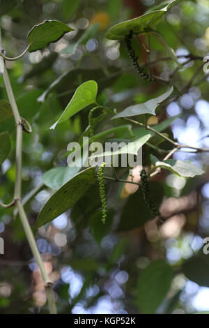 Giardino delle spezie dello Sri Lanka sulla A9 Kandy Jaffna Autostrada Acerbi pepe nero di drupe sulla vite Foto Stock