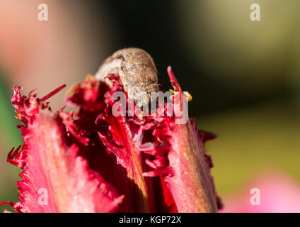 Una ripresa macro di un bruco munching su un rosso tulipano. Foto Stock