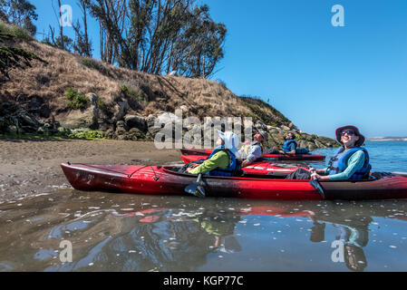 Seduta in kayak, una guida naturalista mostra una famiglia Il Heron Rookery a Morro Bay dove Snowy Egrets e aironi roost anno in alberi di eucalipto Foto Stock