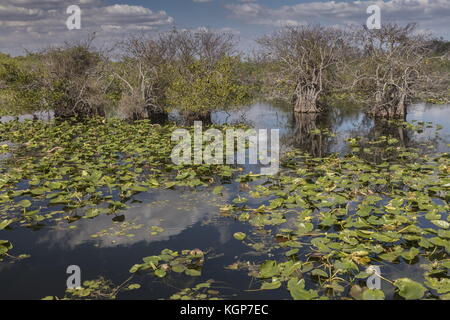 Stagno di meli, Annona glabra, e ninfee nel parco nazionale delle Everglades, lungo Anhinga trail. Florida. Foto Stock