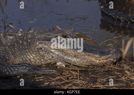 American alligator Alligator mississippiensis, crogiolandosi al sole, Everglades, Florida. Foto Stock