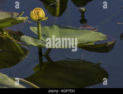 Spatterdock, Nuphar advena, in fiore in Everglades della Florida. Foto Stock