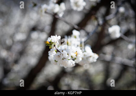 Treccia di ciliegio in fiore nella valle del Jerte Foto Stock