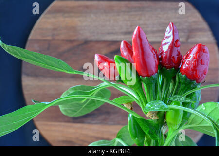 Fresco e caldo, rosso e peperoncini verdi con foglie verdi e gocce di acqua contro scuro dello sfondo in legno Foto Stock