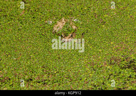 Un dipinto di rana, appoggiato in uno stagno. L'acqua è coperto con foglie verdi di una felce invasive, rendendo il frog brown camouflage inefficace. Malta Foto Stock