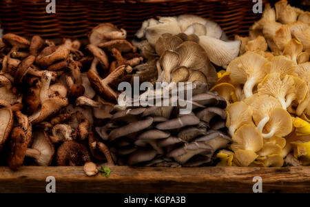 Fresche raccolte di funghi in un cestello - funghi shiitake, ostriche e chanterelle. profondità di campo Foto Stock