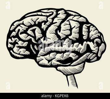 Incisione illustrazione del cervello in scala di grigio a colori in bianco e nero su sfondo bianco Illustrazione Vettoriale