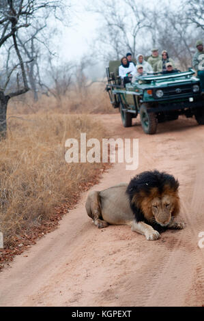 Maschio adulto lion seguita da un turista jeep 4x4. Kapama private game reserve vicino al parco nazionale di Kruger. Sud Africa Foto Stock