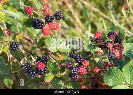 Brombeere, Brombeeren, Echte Brombeere, Beere, Beeren, Frucht, Früchte, Rubus fruticosus agg., Rubus sectio Rubus, blackberry, bramble, frutta, ronce Foto Stock