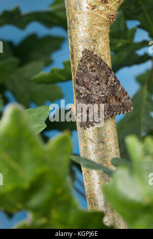 Großes Eichenkarmin, Grosses Eichenkarmin, Großer Eichenkarmin, Catocala sponsora, underwing cremisi scuro, la Fiancée, Eulenfalter, Noctuidae, noctuid m Foto Stock