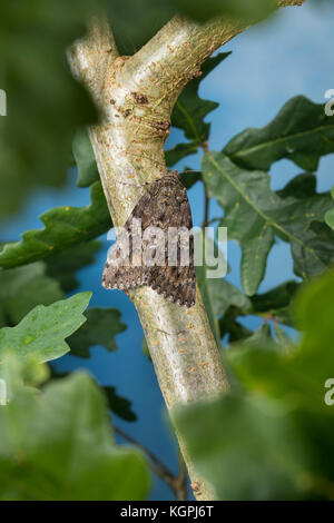 Großes Eichenkarmin, Grosses Eichenkarmin, Großer Eichenkarmin, Catocala sponsora, underwing cremisi scuro, la Fiancée, Eulenfalter, Noctuidae, noctuid m Foto Stock