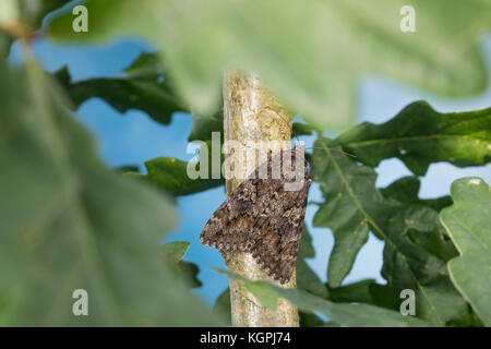 Großes Eichenkarmin, Grosses Eichenkarmin, Großer Eichenkarmin, Catocala sponsora, underwing cremisi scuro, la Fiancée, Eulenfalter, Noctuidae, noctuid m Foto Stock