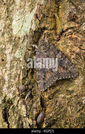 Großes Eichenkarmin, Grosses Eichenkarmin, Großer Eichenkarmin, Catocala sponsora, underwing cremisi scuro, la Fiancée, Eulenfalter, Noctuidae, noctuid m Foto Stock