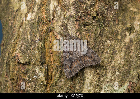 Großes Eichenkarmin, Grosses Eichenkarmin, Großer Eichenkarmin, Catocala sponsora, underwing cremisi scuro, la Fiancée, Eulenfalter, Noctuidae, noctuid m Foto Stock