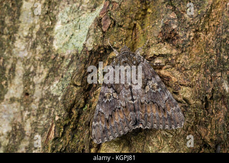Großes Eichenkarmin, Grosses Eichenkarmin, Großer Eichenkarmin, Catocala sponsora, underwing cremisi scuro, la Fiancée, Eulenfalter, Noctuidae, noctuid m Foto Stock