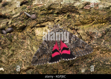 Großes Eichenkarmin, Grosses Eichenkarmin, Großer Eichenkarmin, Catocala sponsora, underwing cremisi scuro, la Fiancée, Eulenfalter, Noctuidae, noctuid m Foto Stock