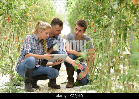 Gli studenti in agricoltura per imparare serra organico Foto Stock
