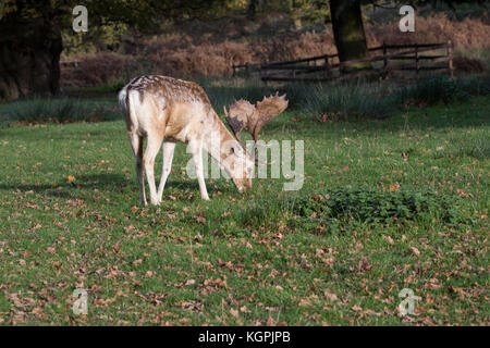 Coppia daini buck Dama Dama pascolare nel parco nel bosco Foto Stock