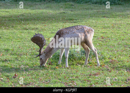 Coppia daini buck Dama Dama pascolare nel parco nel bosco Foto Stock