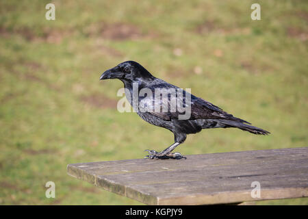 Corvo imperiale Corvus corax sul tavolo da picnic nel parco Foto Stock