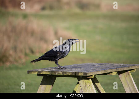 Corvo imperiale Corvus corax sul tavolo da picnic nel parco Foto Stock