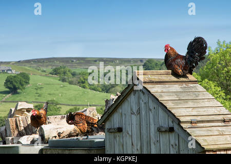 Pollo su un hutch sulla corsia di wath,vicino ponte Pateley,North Yorkshire, Inghilterra, Regno Unito. Foto Stock