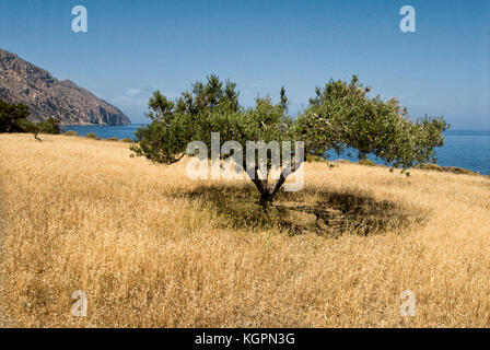 Grecia Isole dell' Egeo, diafani è un piccolo porto circondato da alberi di ulivo sull isola di Karpathos Foto Stock