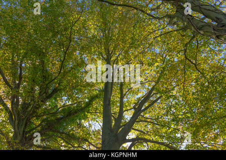 Faggio tettoia, guardando in alto, autunno, st catherine hill, Winchester, Hampshire, Inghilterra, Regno Unito Foto Stock