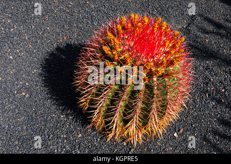 Jardin de Cactus. Cactus Garden progettato da Cesar Manrique, Risco de las Nieves gamma, Guatiza. Isola di Lanzarote. Isole Canarie Spagna. Europa Foto Stock